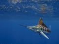Blue Marlin