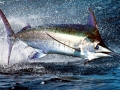 Blue Marlin