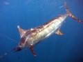 Blue Marlin