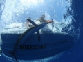 Blue Marlin