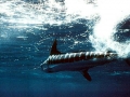 Blue Marlin