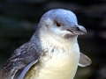 Blue Penguin