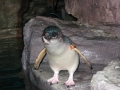 Blue Penguin