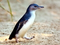 Blue Penguin