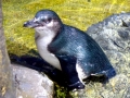 Blue Penguin