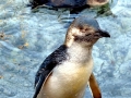 Blue Penguin