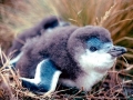 Blue Penguin