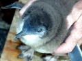 Blue Penguin