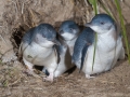 Blue Penguin