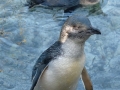 Blue Penguin