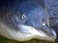 Blue Penguin