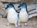 Blue Penguin