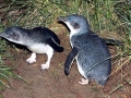 Blue Penguin
