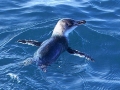 Blue Penguin