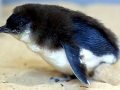 Blue Penguin