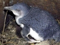 Blue Penguin