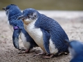 Blue Penguin