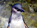 Blue Penguin