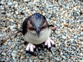 Blue Penguin