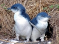 Blue Penguin