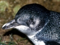 Blue Penguin