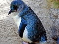 Blue Penguin