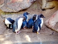 Blue Penguin