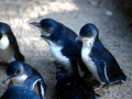 Blue Penguin