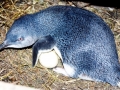 Blue Penguin