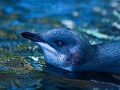 Blue Penguin