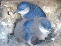 Blue Penguin