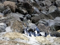 Blue Penguin