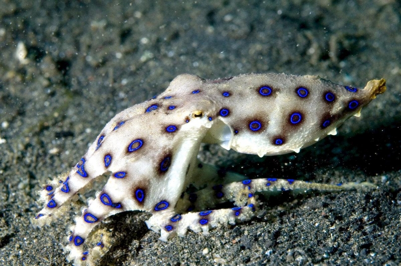 Blueringed Octopus "OCEAN TREASURES" Memorial Library