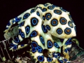 Blue-ringed Octopus