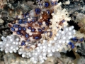 Blue-ringed Octopus
