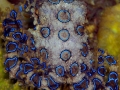 Blue-ringed Octopus