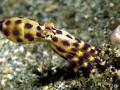 Blue-ringed Octopus