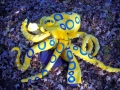 Blue-ringed Octopus