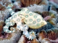 Blue-ringed Octopus