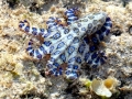 Blue-ringed Octopus