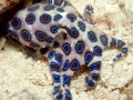 Blue-ringed Octopus