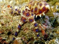 Blue-ringed Octopus