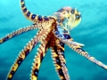 Blue-ringed Octopus