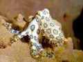 Blue-ringed Octopus
