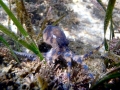 Blue-ringed Octopus