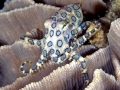 Blue-ringed Octopus