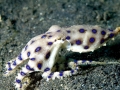 Blue-ringed Octopus