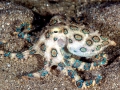 Blue-ringed Octopus