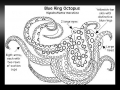 Blue-ringed Octopus