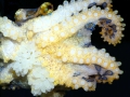 Blue-ringed Octopus